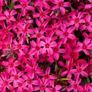 Флокс subulata Scarlet Flame р9