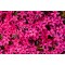 Флокс subulata Scarlet Flame р9