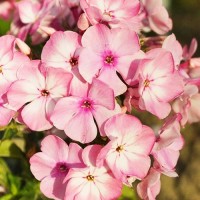 Флокс paniculata Famous Pink Impr. р9 Флокс paniculata Famous Pink Impr. р9