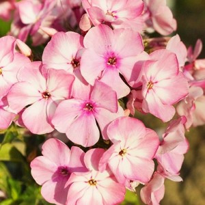 Флокс paniculata Famous Pink Impr. р9 Флокс paniculata Famous Pink Impr. р9
