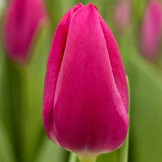 Тюльпан Pink Ardour 11/12
