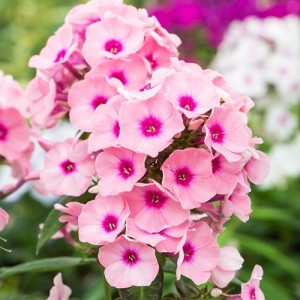 Флокс paniculata Famous Pink Impr. р9