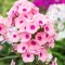 Флокс paniculata Famous Pink Impr. р9