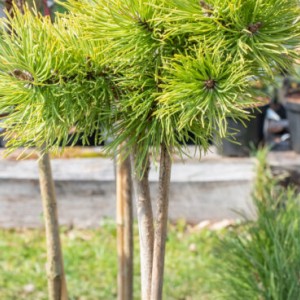 Сосна Pinus mugo Little Gold Star Сосна Pinus mugo Little Gold Star