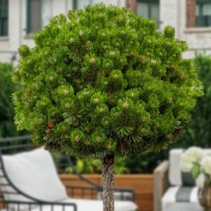Сосна Pinus mugo Sherwood Compact