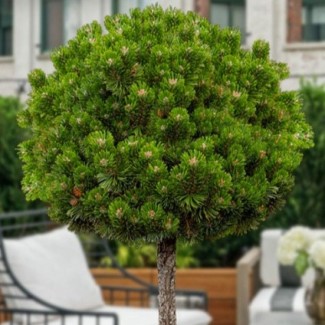 Сосна Pinus mugo Sherwood Compact