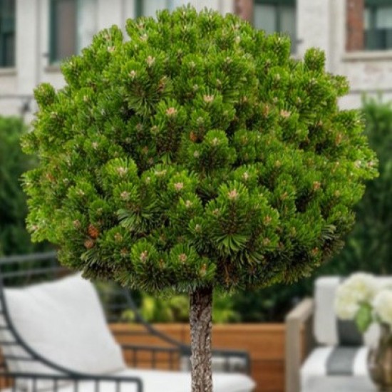 Сосна Pinus mugo Sherwood Compact