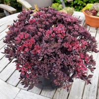 Седум Red Sparkle р9