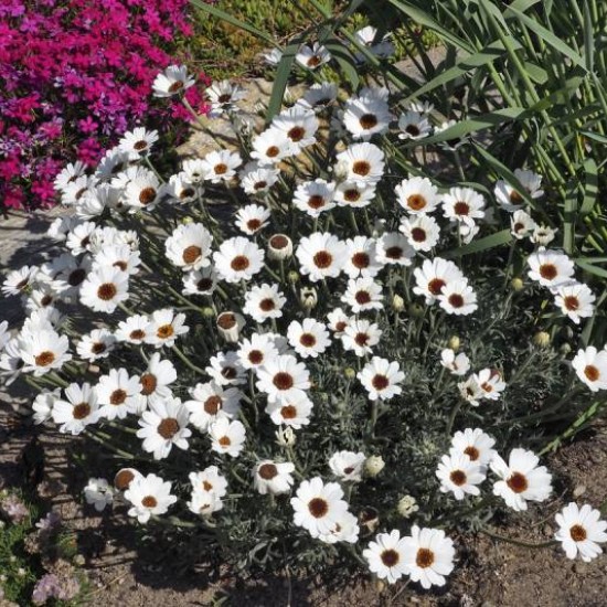 Родантемум hybrida Casablanka p9 Родантемум hybrida Casablanka p9