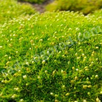 Мшанка шилоподібна Aurea р9