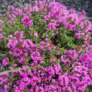 Прунелла Pagoda Pink р9
