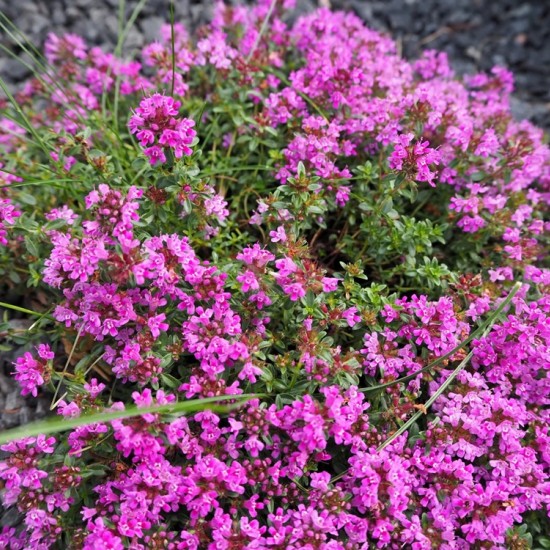 Прунелла Pagoda Pink р9 Прунелла Pagoda Pink р9