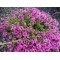 Прунелла Pagoda Pink р9