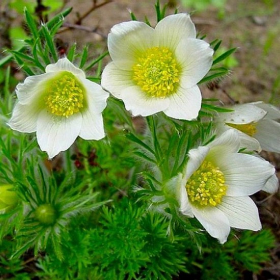 Сон-Трава мікс р9 Сон-Трава мікс р9