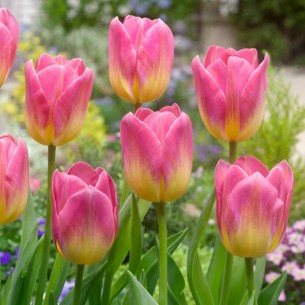 Тюльпан Tom Pouce 12+