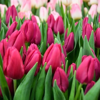 Тюльпан Pink Ardour 11/12