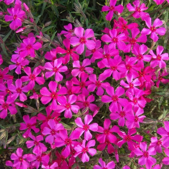 Флокс subalata Atropurpurea (контейнер 1,5 л)