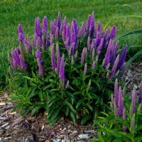 Вероніка Magic Snow Purple Illusion р9
