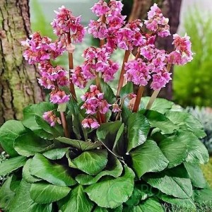 Бергенія Cordifolia Rose р9 Бергенія Cordifolia Rose р9
