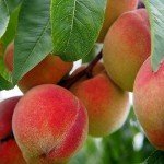 Плодові дерева