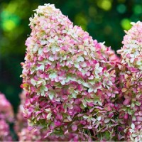 Гортензія Royal Flower р9