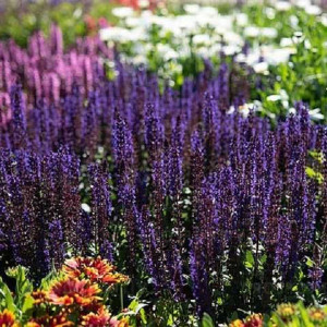 Шавлія 'Midnight Purple'