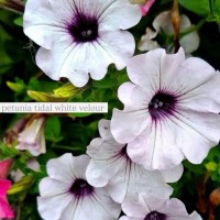 Петунія Тайдал (касетна розсада) набір 10 шт, мікс кольорів