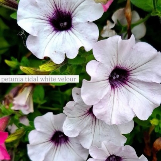 Петунія Тайдал (касетна розсада) набір 10 шт, мікс кольорів