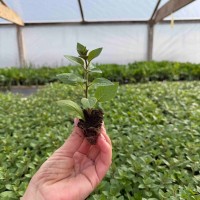 Петунія Тайдал (касетна розсада) набір 10 шт, мікс кольорів