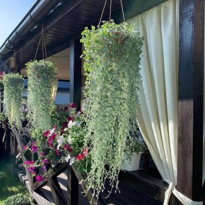 Діхондра Сріблястий Водоспад р9