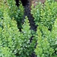 Барбарис Пау Вау р9