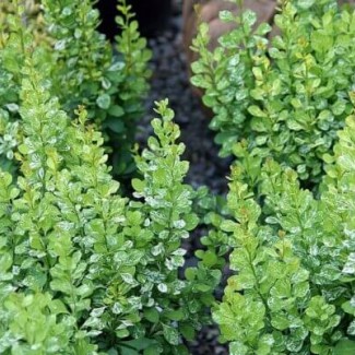 Барбарис Пау Вау р9