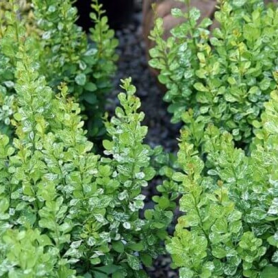 Барбарис Пау Вау р9