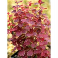 Барбарис Чікіта р9