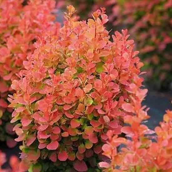 Барбарис Лава р9