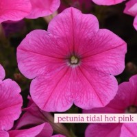 Петунія Тайдал (касетна розсада) набір 10 шт, мікс кольорів
