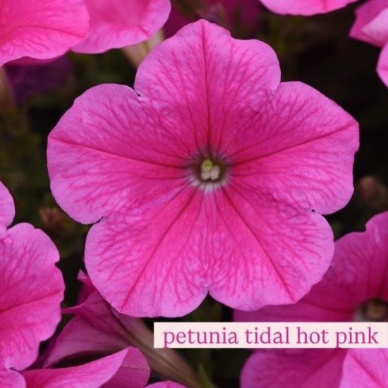 Петунія Тайдал (касетна розсада) набір 10 шт, мікс кольорів