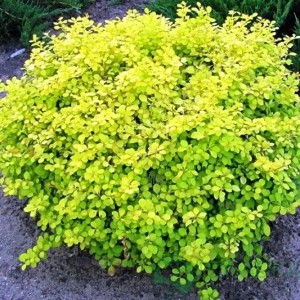 Барбарис Голден Цверг р9