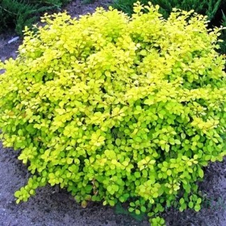 Барбарис Голден Цверг р9