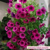 Петунія Тайдал (касетна розсада) набір 10 шт, мікс кольорів