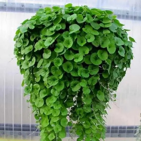 Діхондра Emerald Falls (зелена) р9 Діхондра Emerald Falls (зелена) р9