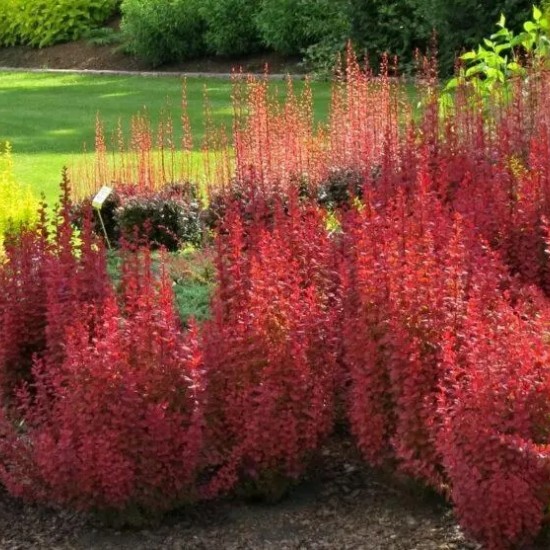 Барбарис Чікіта р9