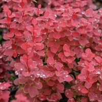 Барбарис Чікіта р9