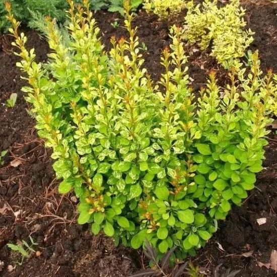 Барбарис Пау Вау р9