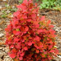 Барбарис Вулкано р9