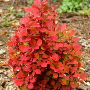 Барбарис Вулкано р9