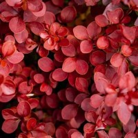 Барбарис Вулкано р9