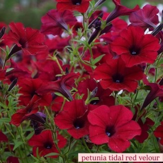 Петунія Тайдал (касетна розсада) набір 10 шт, мікс кольорів