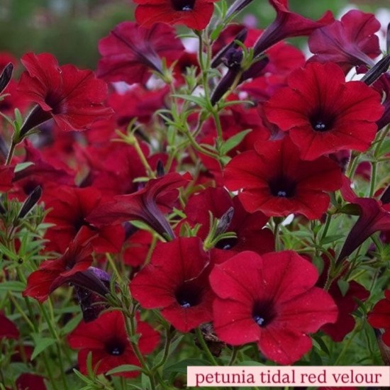 Петунія Тайдал (касетна розсада) набір 10 шт, мікс кольорів