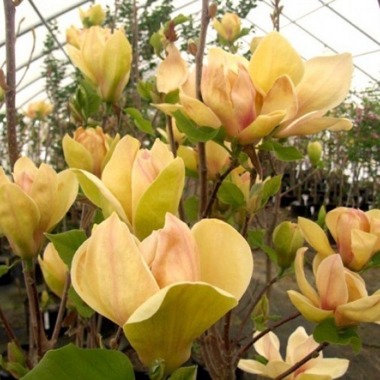 Магнолія щеплена Сенсація 3 роки